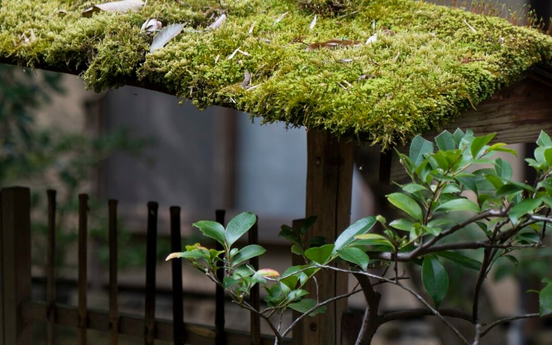 Moss, Algae, and Lichen: How PNW Growth Eats Your Roof from the Top Down