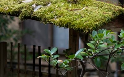 Moss, Algae, and Lichen: How PNW Growth Eats Your Roof from the Top Down