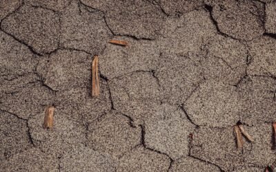 Asphalt Shingle Lifespan in the Pacific Northwest Climate