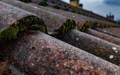 Moss on Your Roof? What Western Washington Homeowners Need to Know